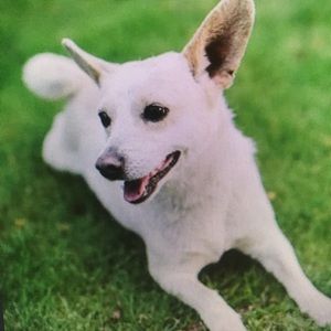 Meet your Posher, Alisha